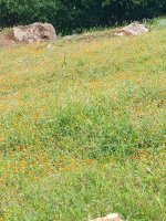 IMG_20260426_165458_664.jpg