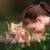 الوردة الجورية